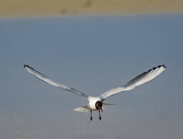 istock Black-Headed Gulls in Flight in Springtime over Scarasta, West Harris, Outer Hebrides, Scotland 1403858043