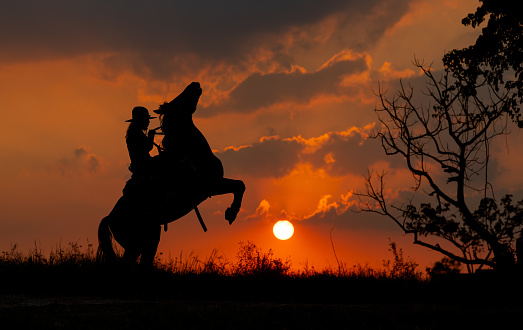 Silhouette one cowboy is rearing horse in front of sunset on slope near tree. Beautiful sky with natural light as background.
