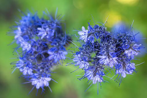 Close up of Phacelia, a herbaceous plant in the borage family.