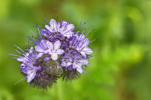 Close up of Phacelia, a herbaceous plant in the borage family.