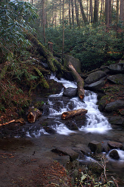 национальный парк грейт смоки маунтинс - water stream gatlinburg great smoky mountains national park стоковые фото и изображения