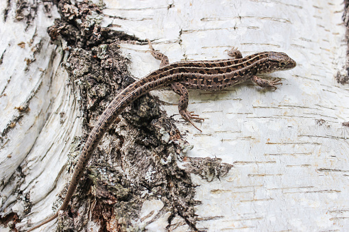 The lizard sits on a birch trunk in summer