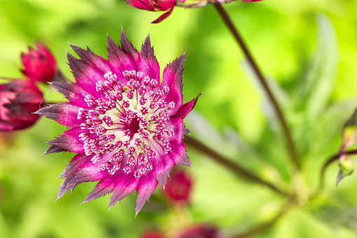 Red flowers of an Astrantia, a hardy perennial photographed in Wales.