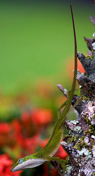 Cтоковое фото Lizard с Размытый цветочный фон