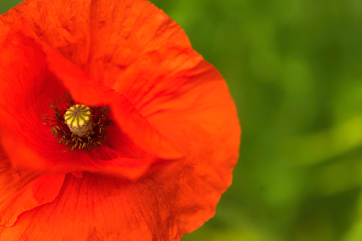 Single red poppy with its petals beginning to emerge in the sun.