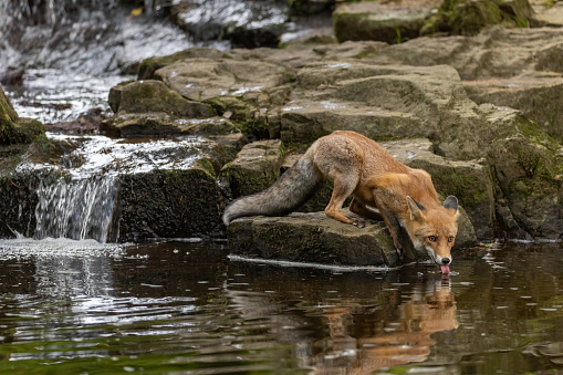 Portrait of cute fox  drinking from a stream looking at the camera. Horizontally.