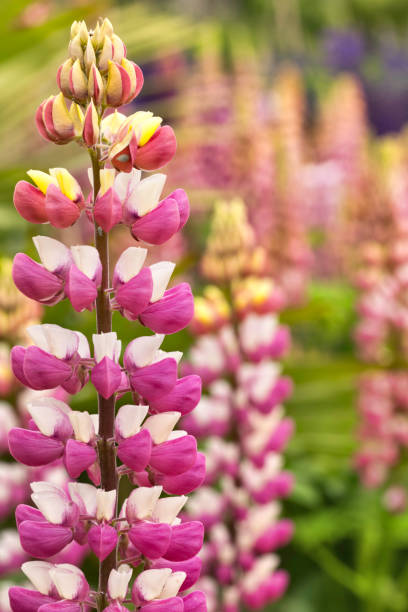 Variety of lupins in Summer in a Welsh garden. NOTE lupin aphids when viewed at full size.