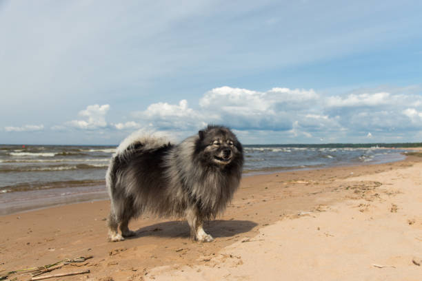 Smiling Keeshond standing by the sea. stock photo