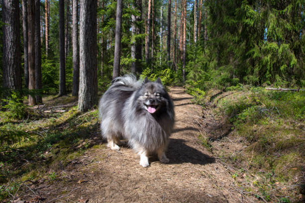 Smiling Keeshond standing on a path in a  forest stock photo