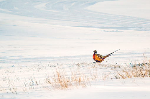 Ring-necked Pheasant rooster crossing deserted highway near sunset in deep snow in central Montana in northwest USA.