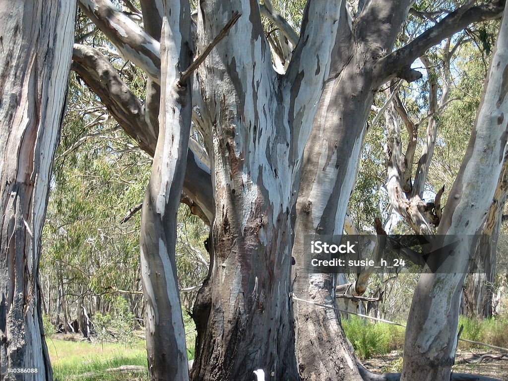 Gum Trees Gum trees along the Murray River Australia Stock Photo