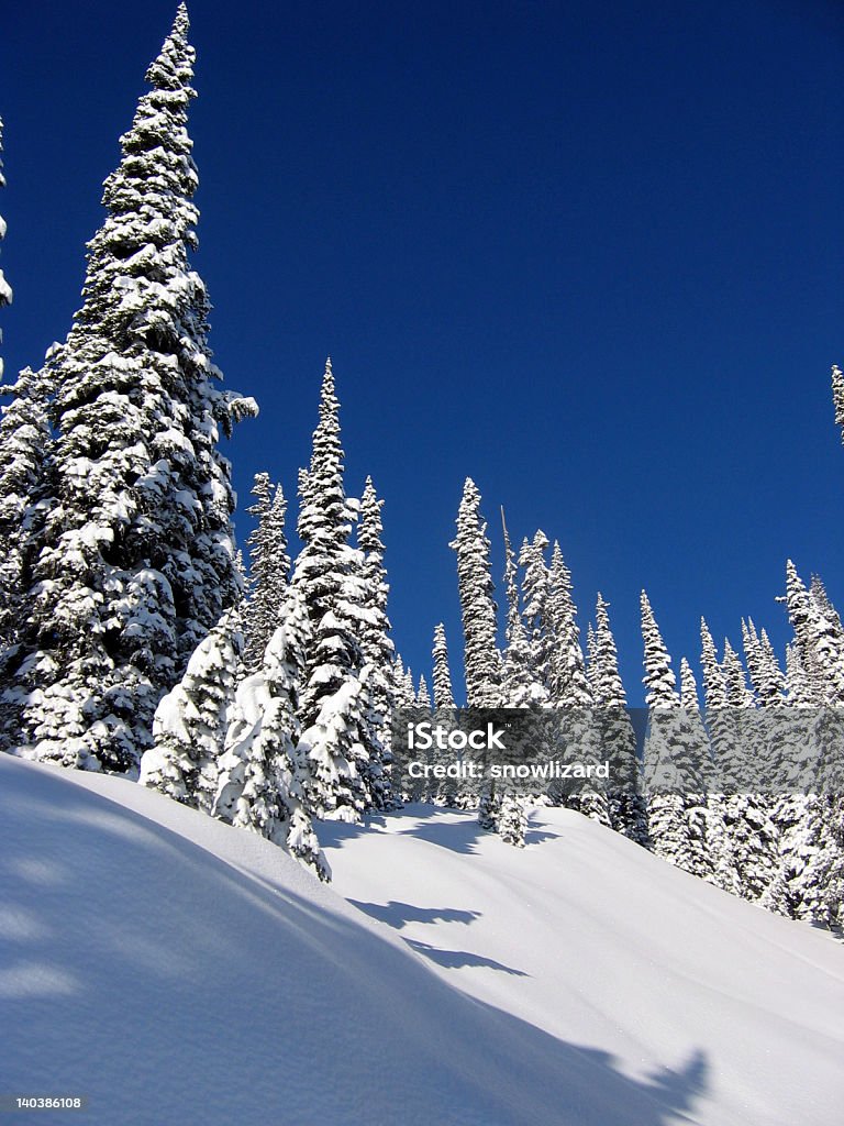 Neve coberta de árvores de Alpine - Foto de stock de Alberta royalty-free