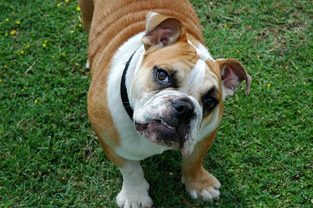 istock English Bulldog looking up 140386173