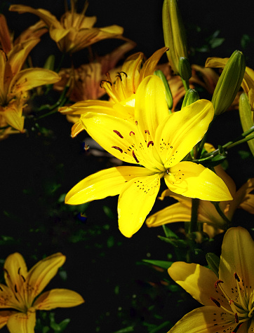 Intense yellow colored day lilies