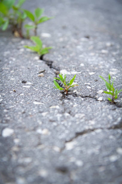 istock The power of growth. Sprouted sprout through the asphalt. 1403861972