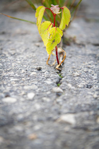 istock The power of growth. Sprouted sprout through the asphalt. 1403861976