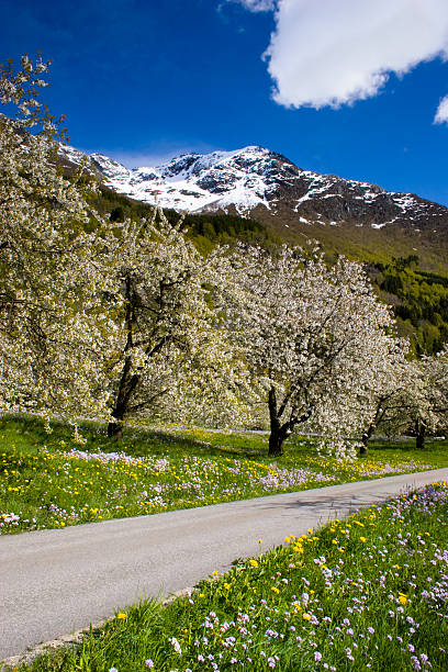 Small, local road through springtime fiels of Hardanger, Norway. stock photo