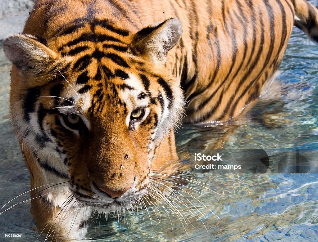 Amur Sibirischer Tiger-Eye Staré im Wasser - Lizenzfrei Bunt - Farbton Stock-Foto