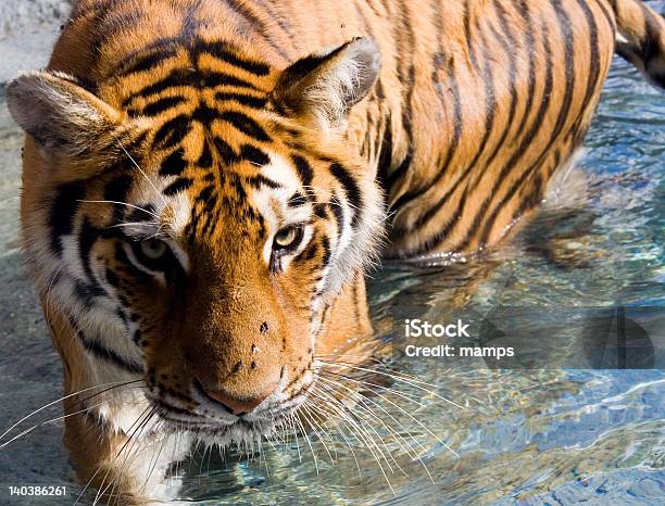 Photo libre de droit de Amur Tigre Sibérien Eye Tomber Dans Leau banque d'images et plus d'images libres de droit de Animal femelle - Animal femelle, Asie de l'Est, Beauté