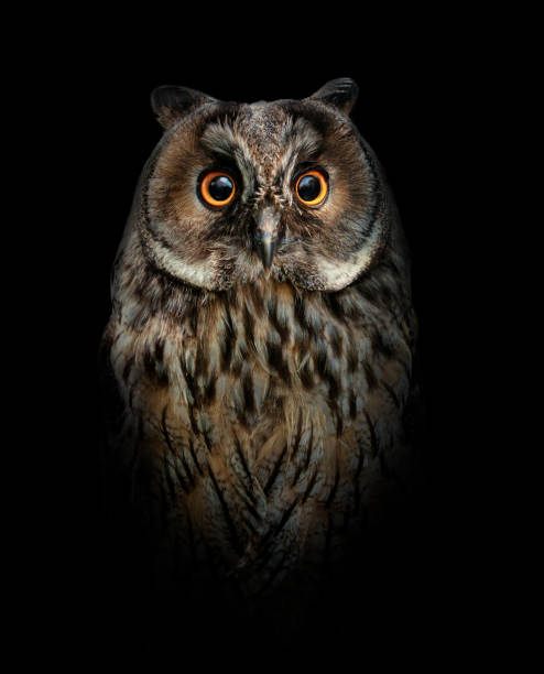 istock Owl isolated. Owl on black background. 1403862619