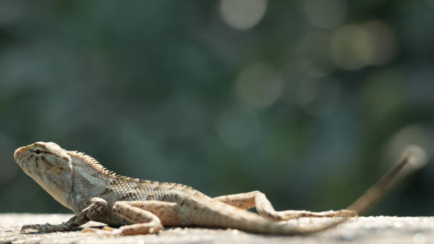 istock Beautiful Oriental Garden Lizard basking in sun 1403862715