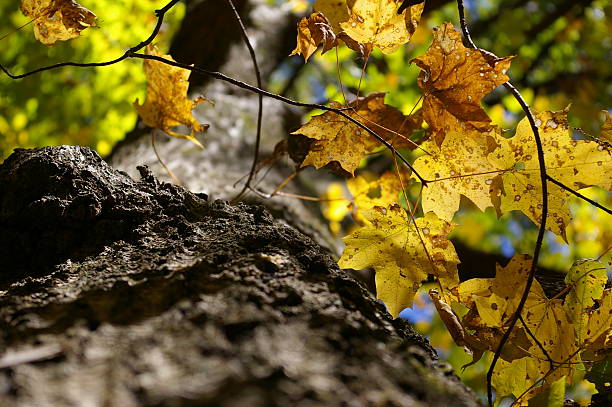 Autumn Leaves stock photo