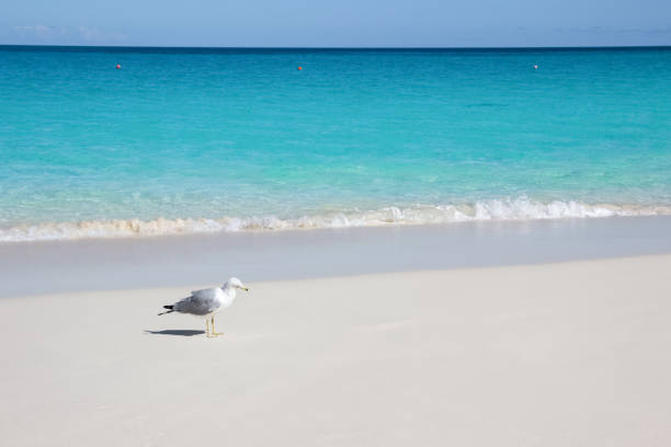Seagull on white sand caribbean beach, Nassau, Bahamas