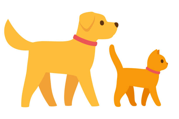 ilustrações de stock, clip art, desenhos animados e ícones de cartoon cat and dog walking together - dog walking retriever golden retriever