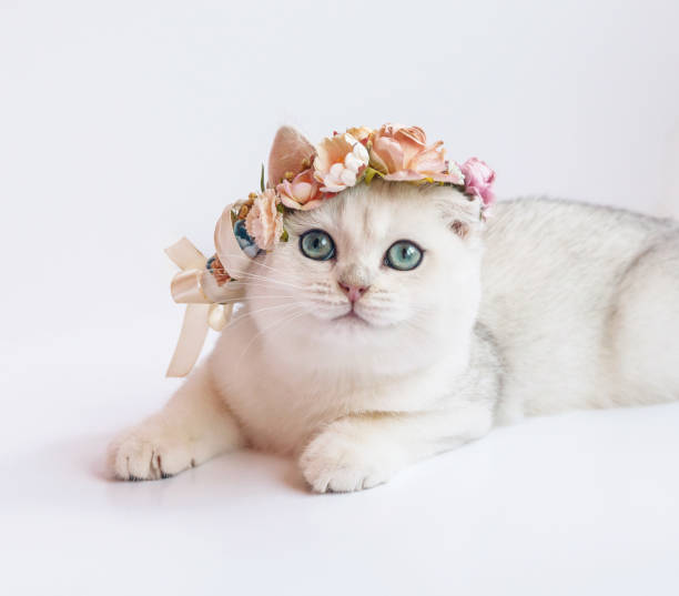Cute kitten with pink flowers on her head. Pretty kitten on white background.
