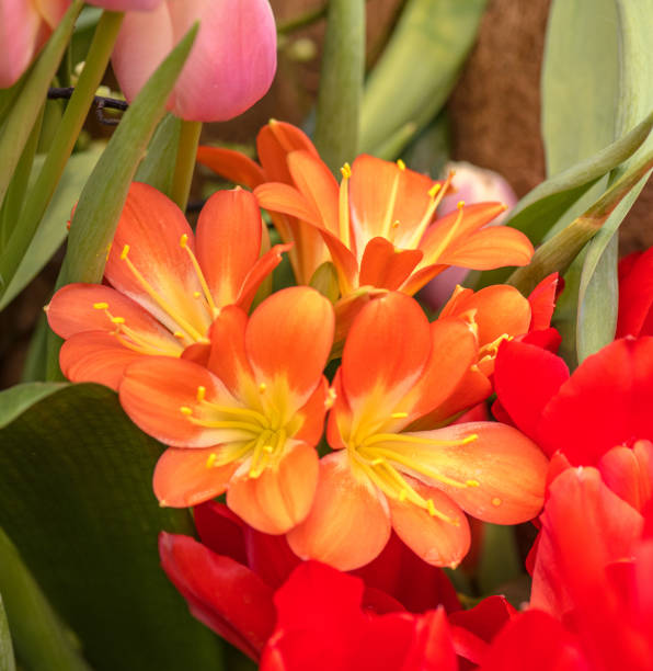 Clivia flowers in garden. Blooming clivia flowers. Springtime. stock photo