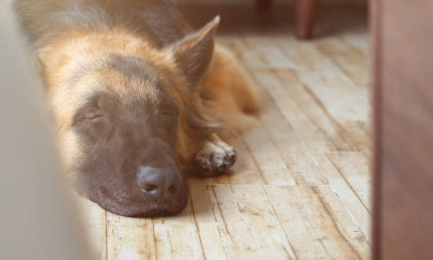 istock german shepherd dog lying down on living room floor 1403863860
