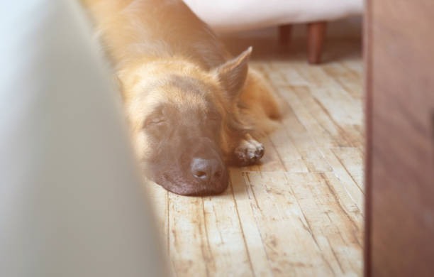 istock german shepherd dog lying down on living room floor 1403863862