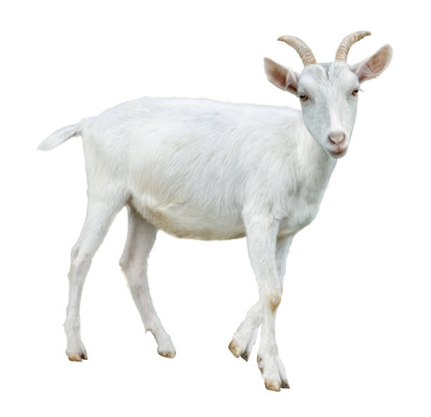 istock White little goat isolated. Goat on white background. 1403863871