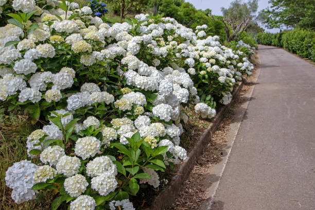 White hortensia or hydrangea macrophylla shrubs in the park