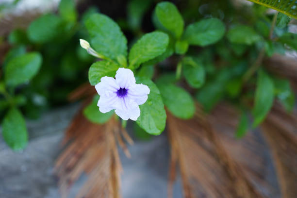 purple color flower on single