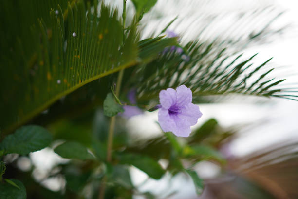 purple color flower on single with motion blur