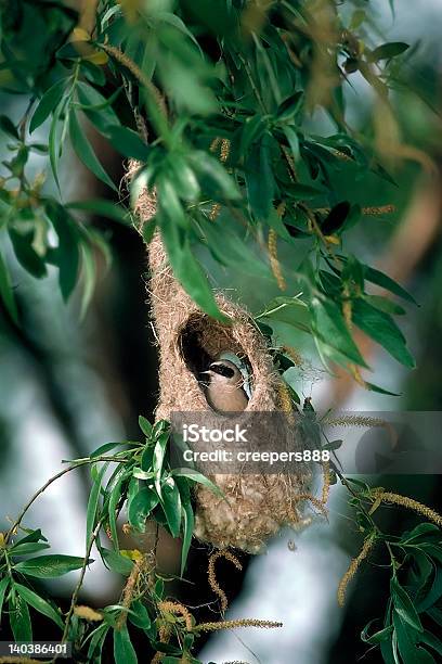 Penduline Tit Na Gniazdo 4remiz Pendulinus - zdjęcia stockowe i więcej obrazów Bez ludzi - Bez ludzi, Beżowy, Fajny