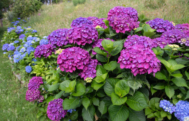 istock Blue and purple hortensia or hydrangea macrophylla shrubs hedge 1403864022