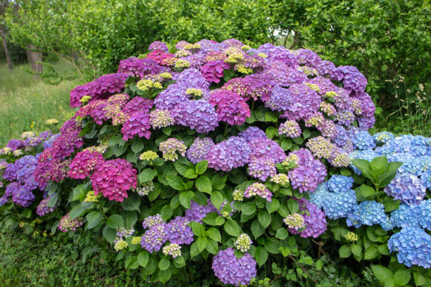 istock Purple and blue hydrangea or hortensia flowering plants 1403864029