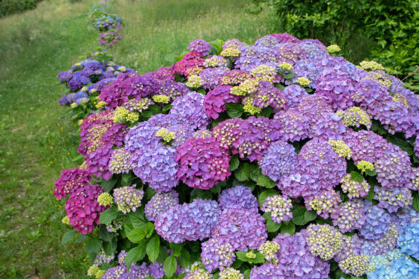 istock Purple hortensia or hydrangea shrubs hedge in the garden 1403864031