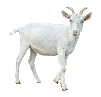 Portrait of a white horned dairy goat isolated on a white background. The animal looks into the camera. Selective focus image.