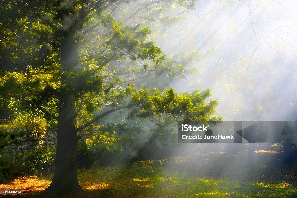 Mystical Forest Sun rays through smoke in the gardens of Ravello, Italy Branch - Plant Part Stock Photo