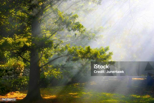 Mystical Forest Stock Photo - Download Image Now - Branch - Plant Part, Environmental Issues, Europe