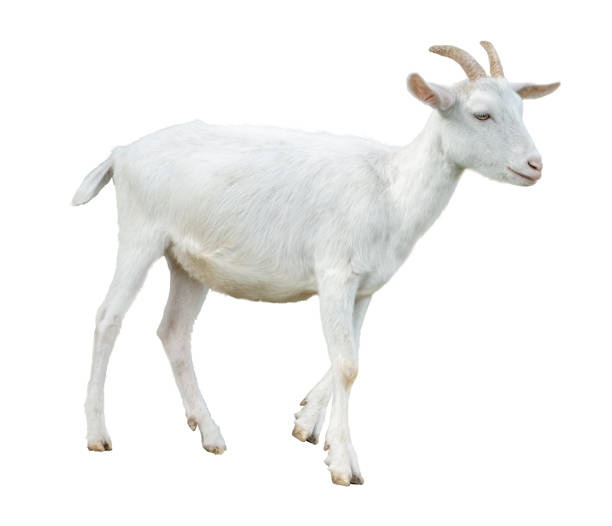 istock White little goat isolated. Goat on white background. 1403864648