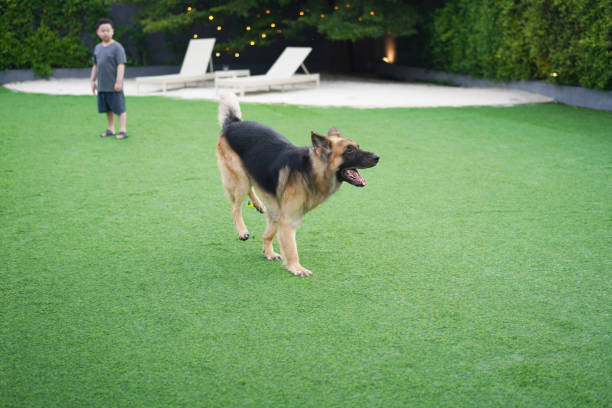 pies gra w piłkę na podwórku z dzieckiem - dog retrieving german shepherd pets zdjęcia i obrazy z banku zdjęć