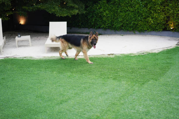 pies gra w piłkę na podwórku - dog retrieving german shepherd pets zdjęcia i obrazy z banku zdjęć