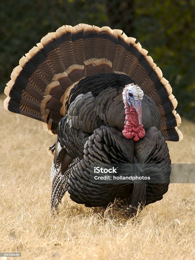 Gobler Strut A male wild turkey with his feather fanned out. Turkey - Bird Stock Photo