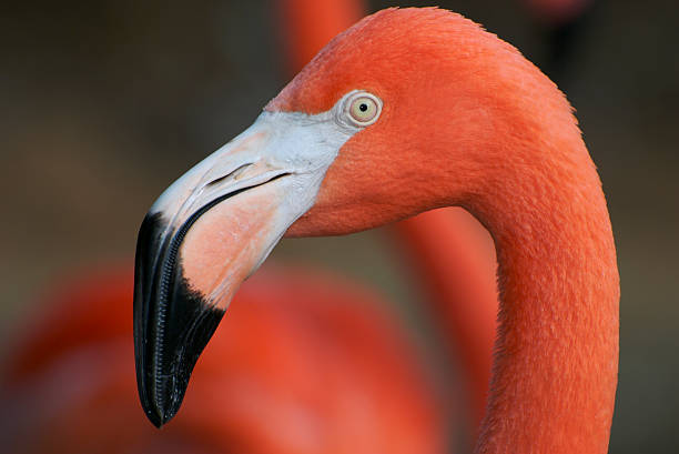 Flamingo Status stock photo