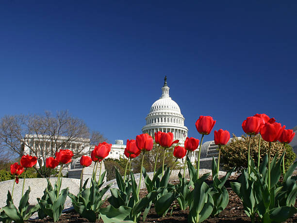 istock United States Capitol with Tulips 140386576