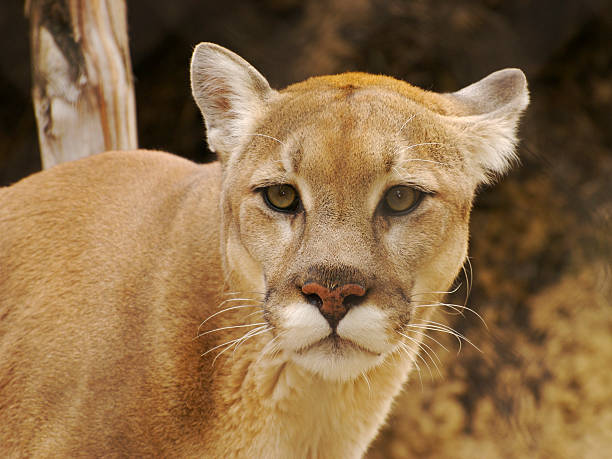 Cougar Thoughts stock photo